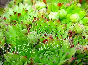   sempervivum   