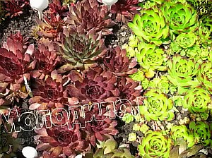  sempervivum   