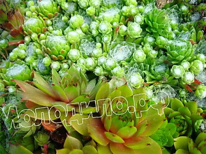   sempervivum