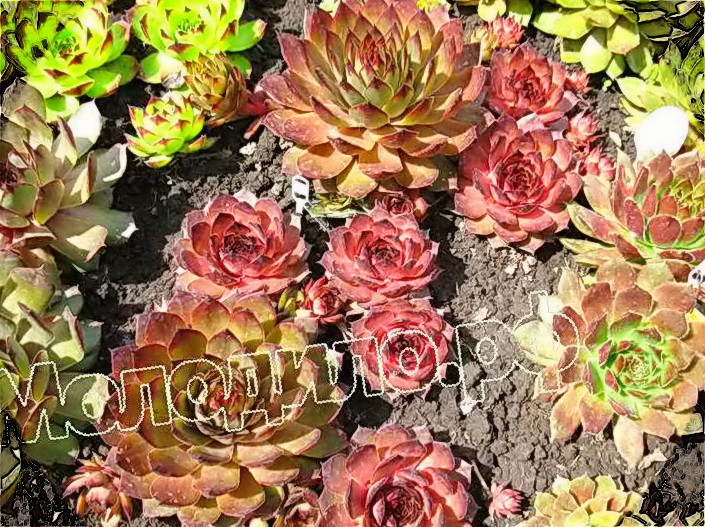  sempervivum   