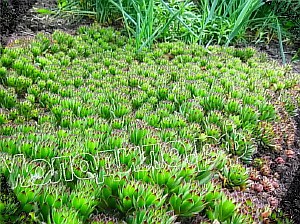   sempervivum   