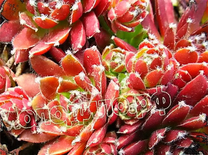  sempervivum   