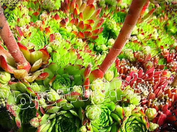   sempervivum   