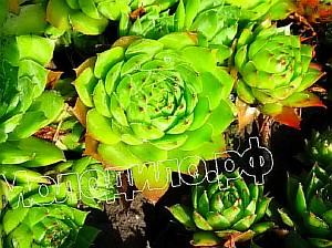   sempervivum    