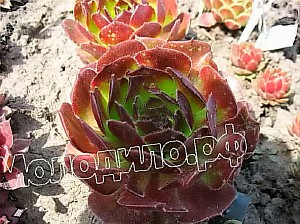  sempervivum   