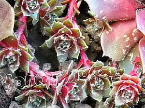   sempervivum  -   