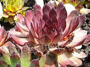   sempervivum   