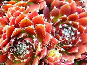  sempervivum    