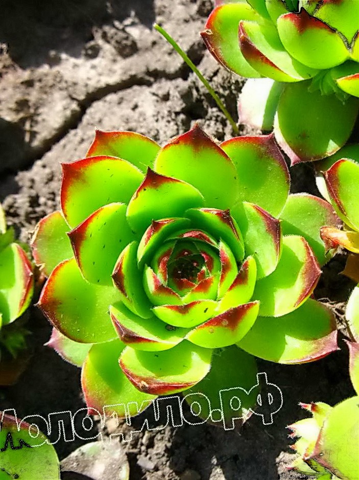  sempervivum   