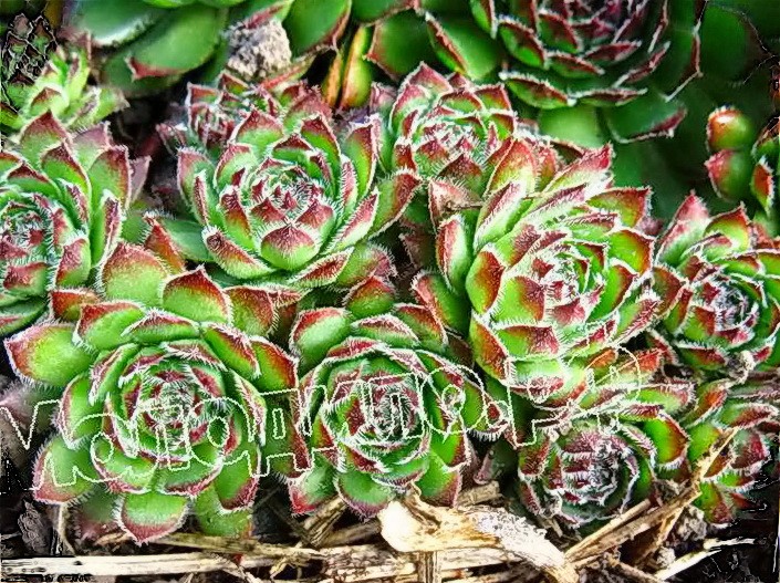  sempervivum   