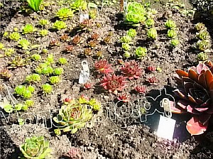   sempervivum   