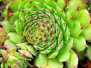   sempervivum  -  