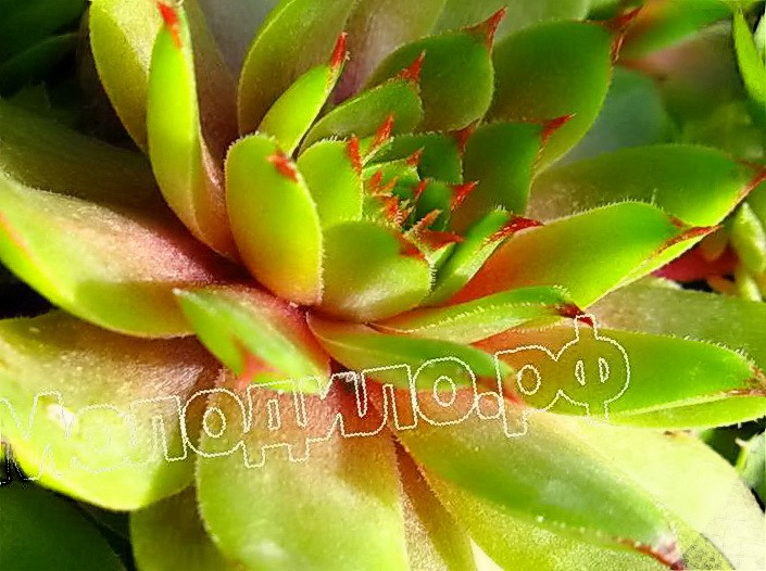   sempervivum   