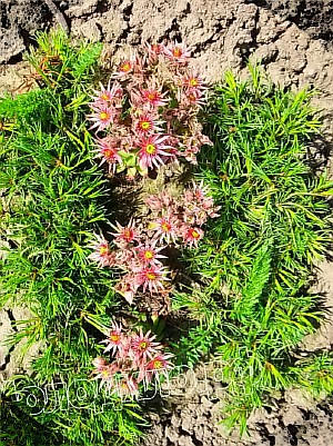  sempervivum   