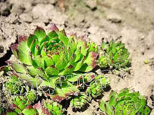  sempervivum   