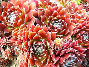   sempervivum   