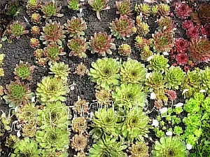  sempervivum   