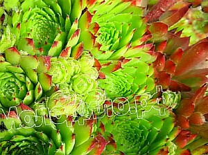  sempervivum   