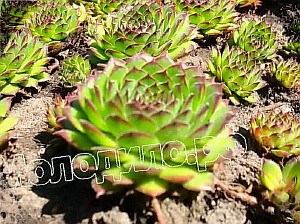   sempervivum