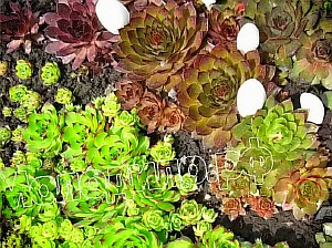  sempervivum   