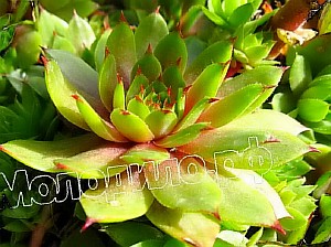  sempervivum   