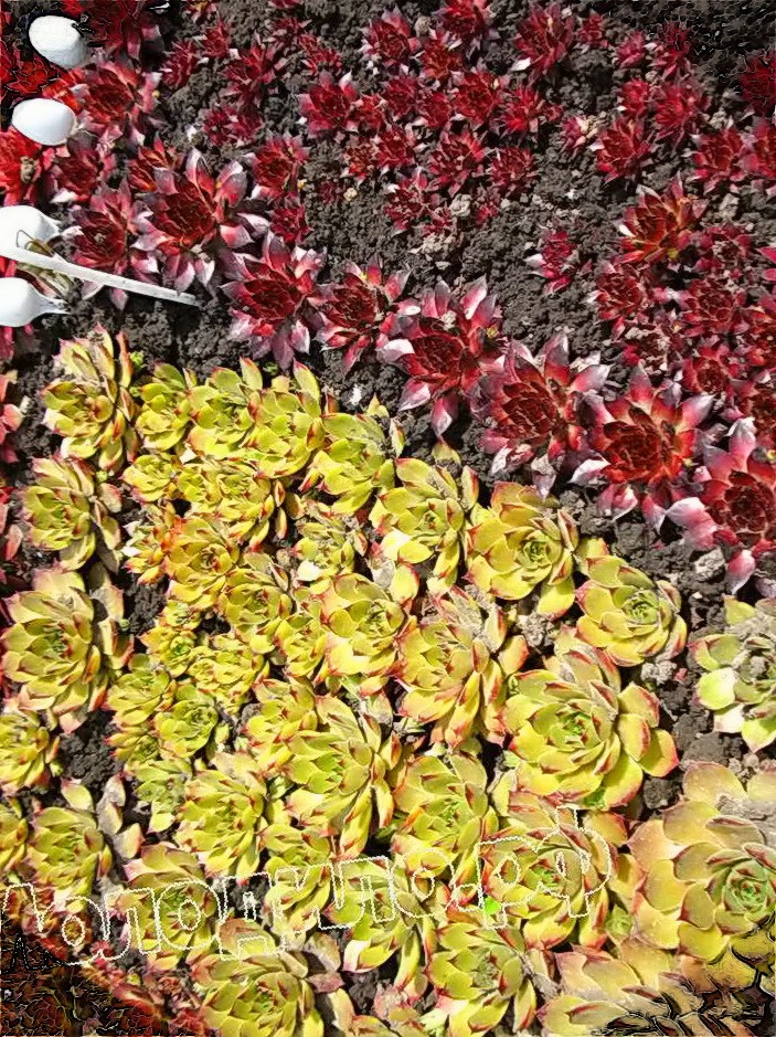   sempervivum   