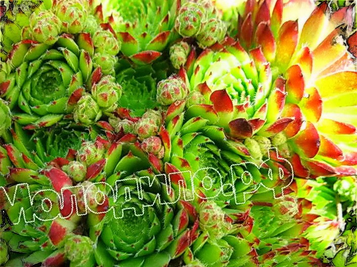   sempervivum   