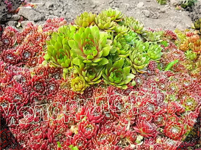   sempervivum    