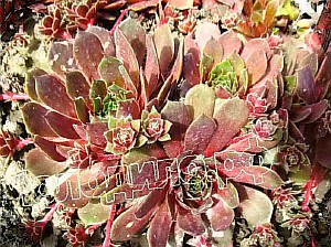  sempervivum   -