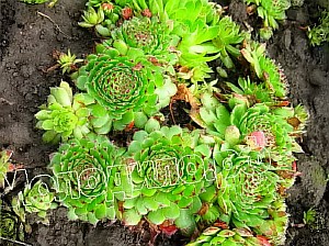  sempervivum   