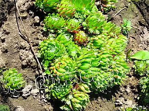   sempervivum   