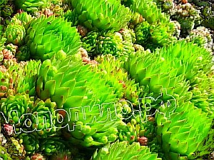 sempervivum   