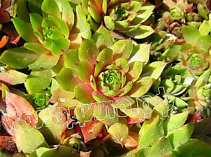   sempervivum    