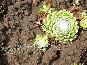    sempervivum