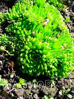   sempervivum