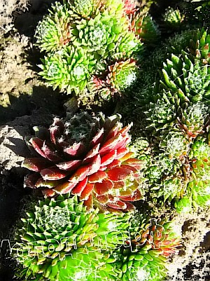  sempervivum   