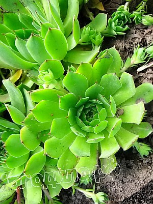  sempervivum   