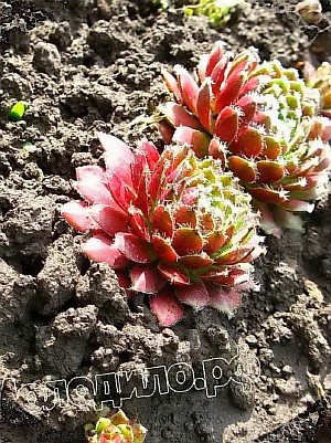   sempervivum   