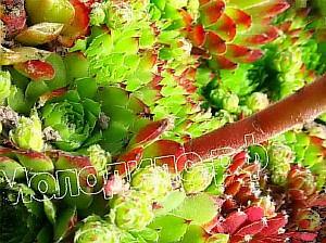  sempervivum   