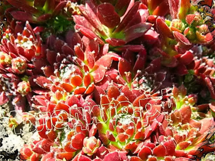  sempervivum   