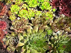   sempervivum   