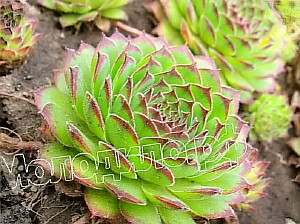   sempervivum