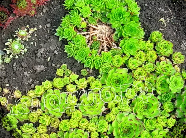   sempervivum   