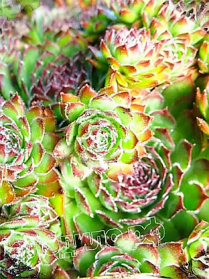  sempervivum   