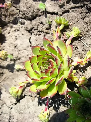   sempervivum   