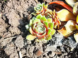   sempervivum   