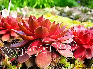  sempervivum    