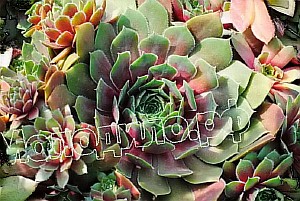  sempervivum   