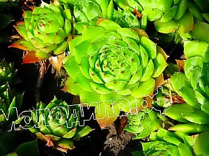   sempervivum   