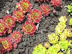   sempervivum   